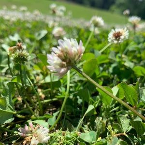 Meet your Posher, Auriyan